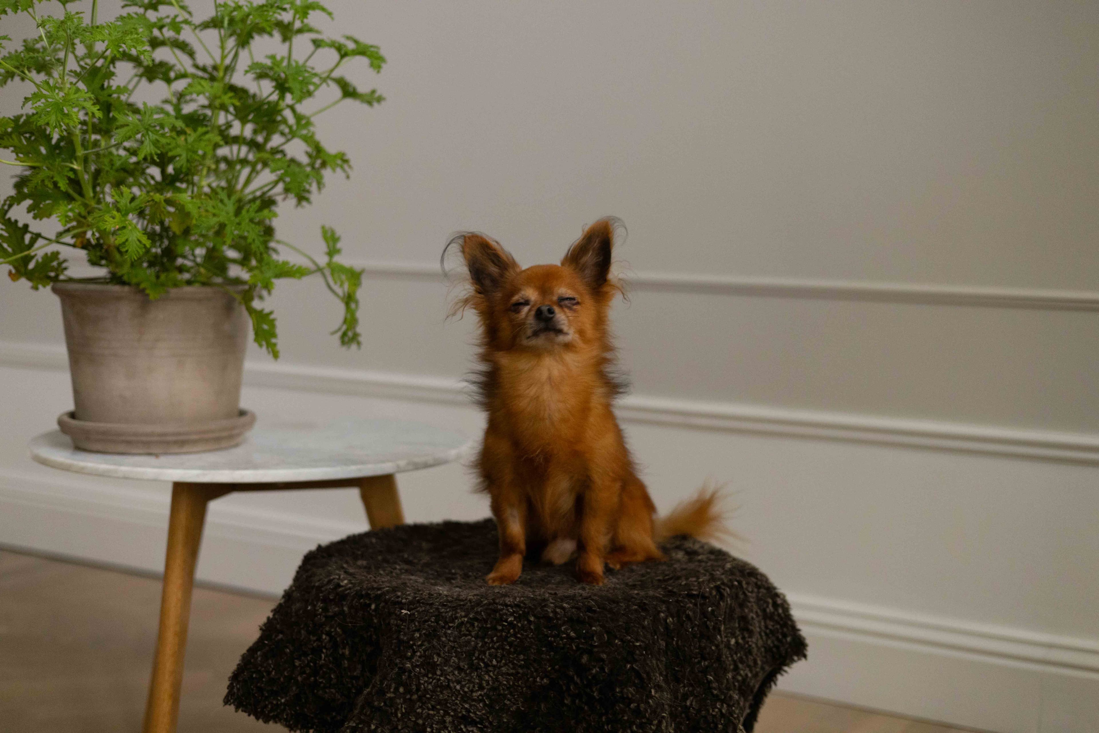 Ein Chihuahua-Schnauzer sitzt majestätisch auf einem Hocker.